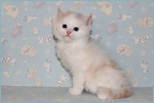 Male Siberian Kitten from Deedlebug Siberians